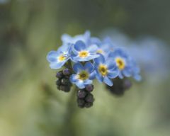 Tapeta Nature Flowers 644.jpg